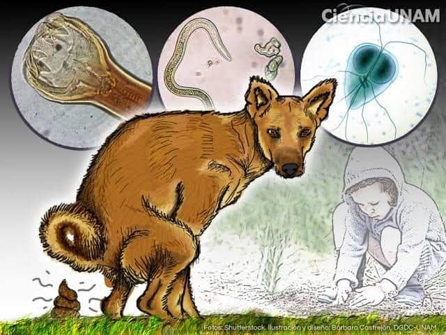 Sabias que la caca de perro que no recoges: SE SECA, SE HACE POLVO Y ...