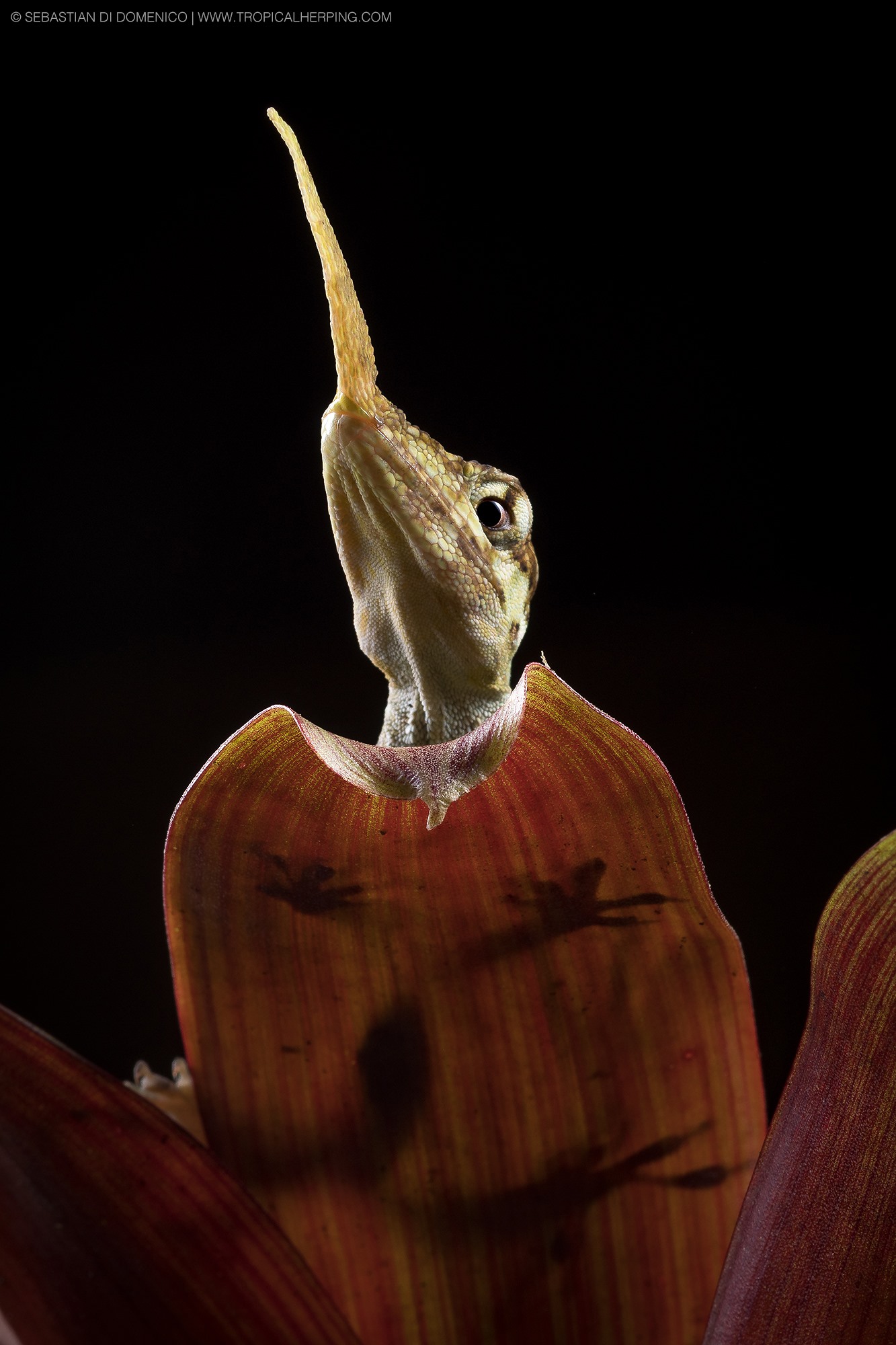 The Pinocchio Lizard (Anolis... - Tropical Herping | Facebook
