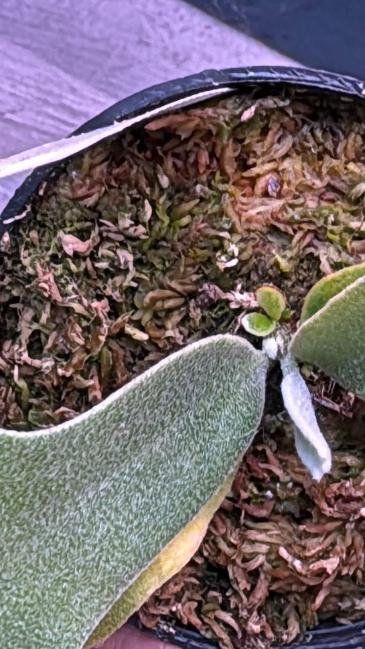 &蕨對珍貴& 來源泰國🇹🇭little Fern P.willinckii Dwarf Photharam