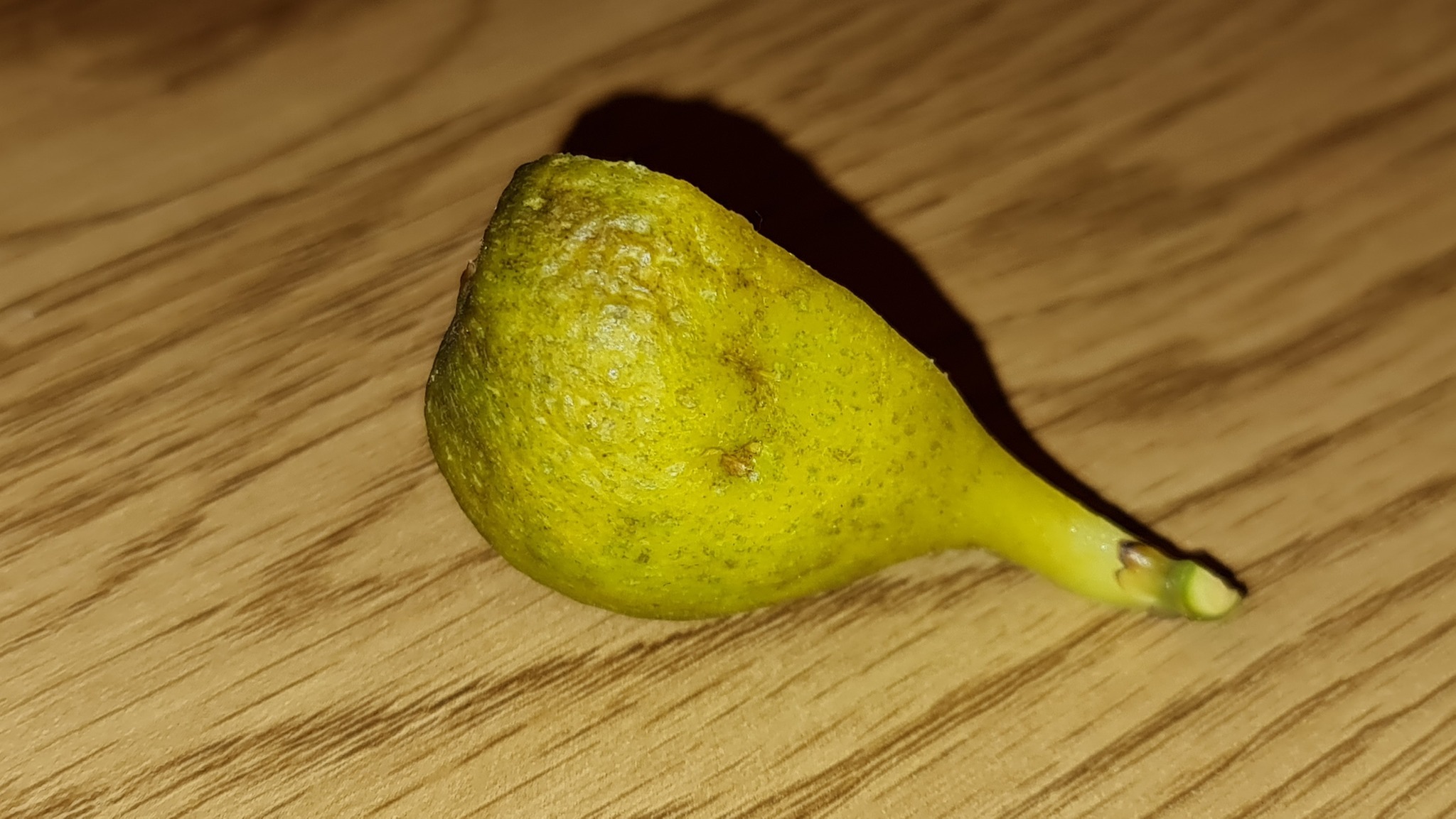 Why does my Lungo del Portogallo fig taste like water?