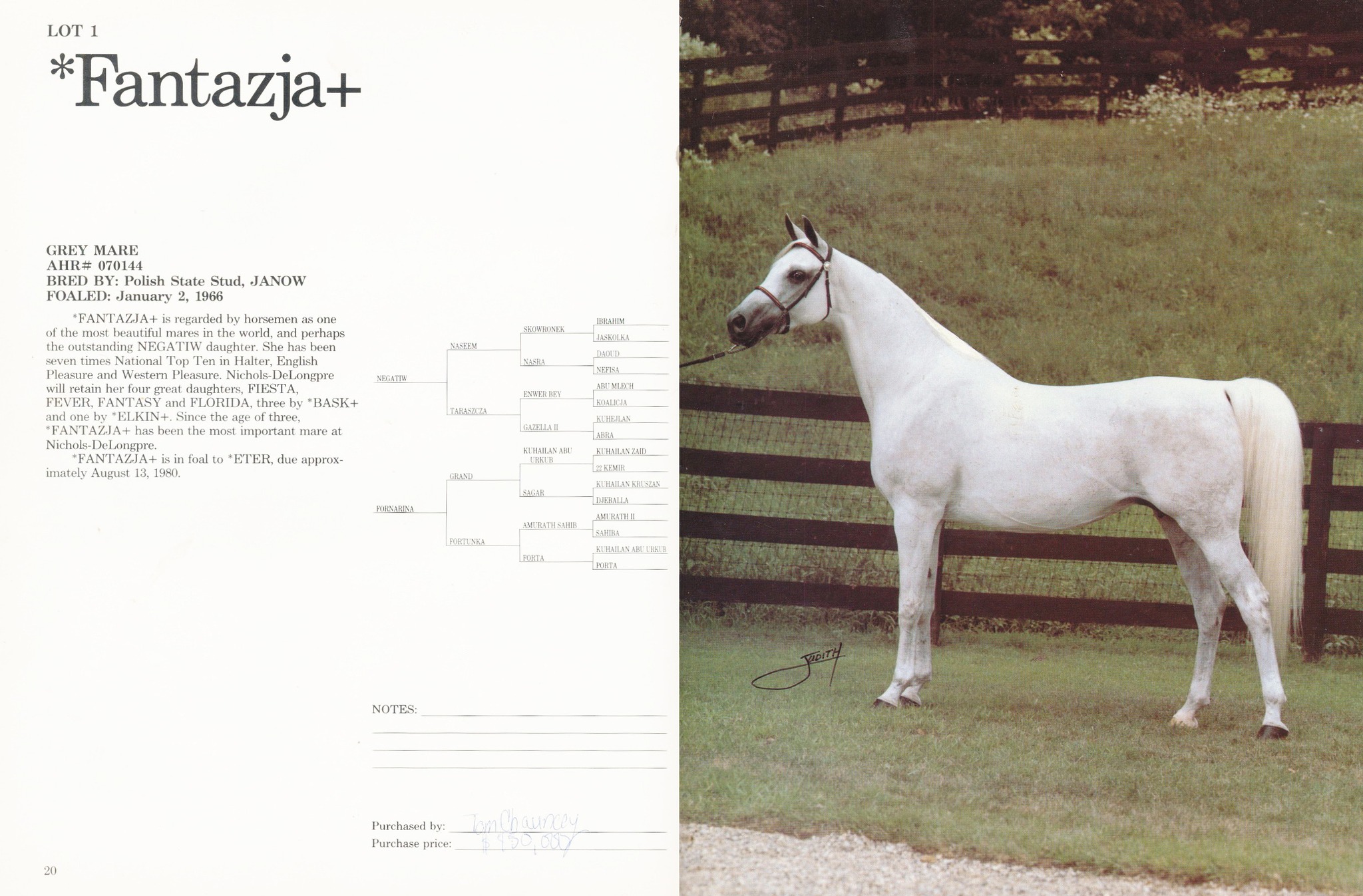 Arabian horse *Fantazja's history and achievements