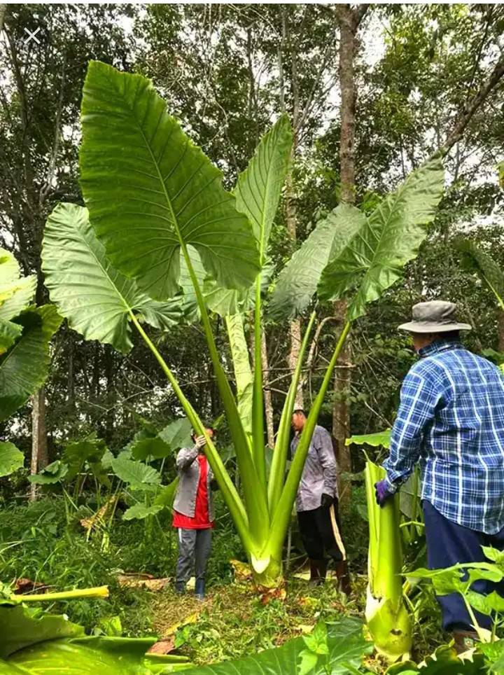 The incredible Colocasia gigantea 'Thailand Giant'