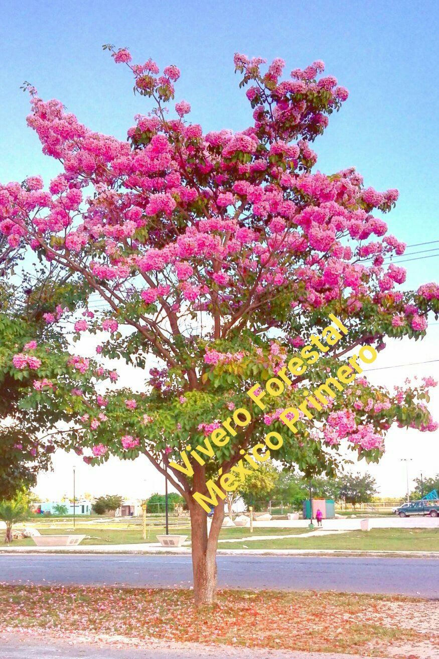 El #poder del #Rosa #Mérida... - Vivero Cactus Adicción