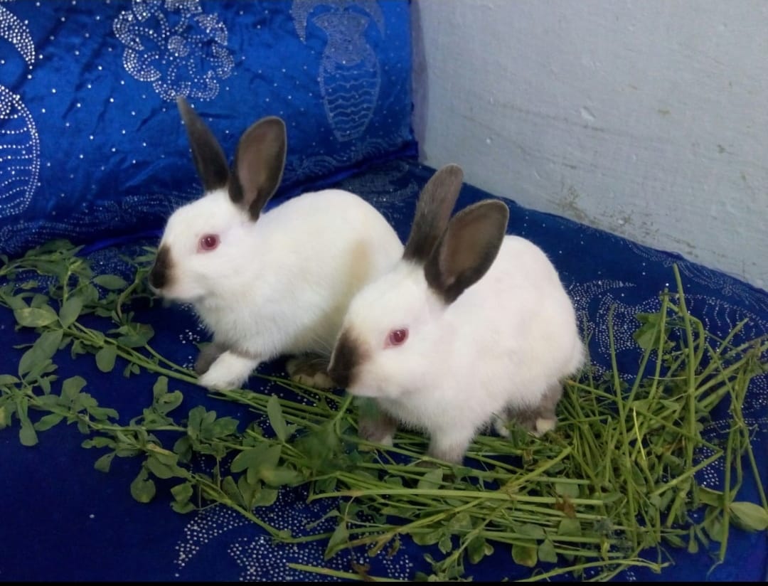 Rabbit Planet - For sale himalayan rabbits ️