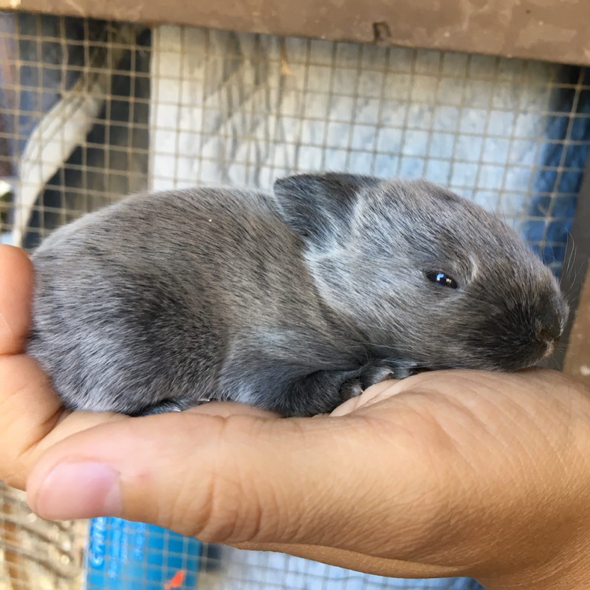 FFR’s Smokey, FFR’s Raven, FFR’s... - Fields Farms Rabbitry
