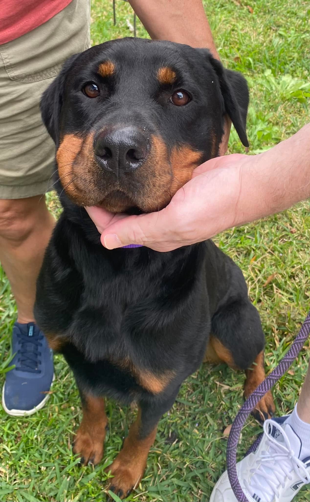Florida Rottweiler... - Florida Rottweiler Rescue Ranch