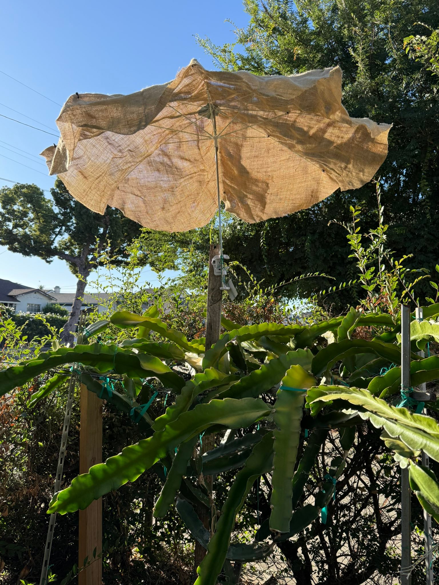 dragonfruit colored patio umbrella Formosa Covers 9ft Replacement Canopy 6 Ribs in Fuchsia (Canopy Only) Does not fit offset or cantilever umbrellas. PURPLE LEAF 9 x 11.5