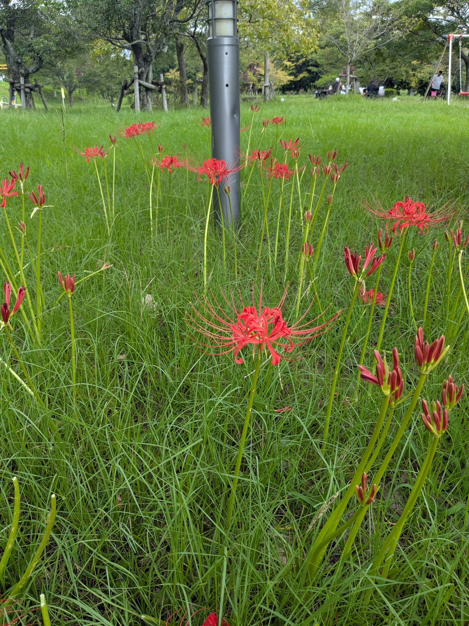 曼珠沙華。