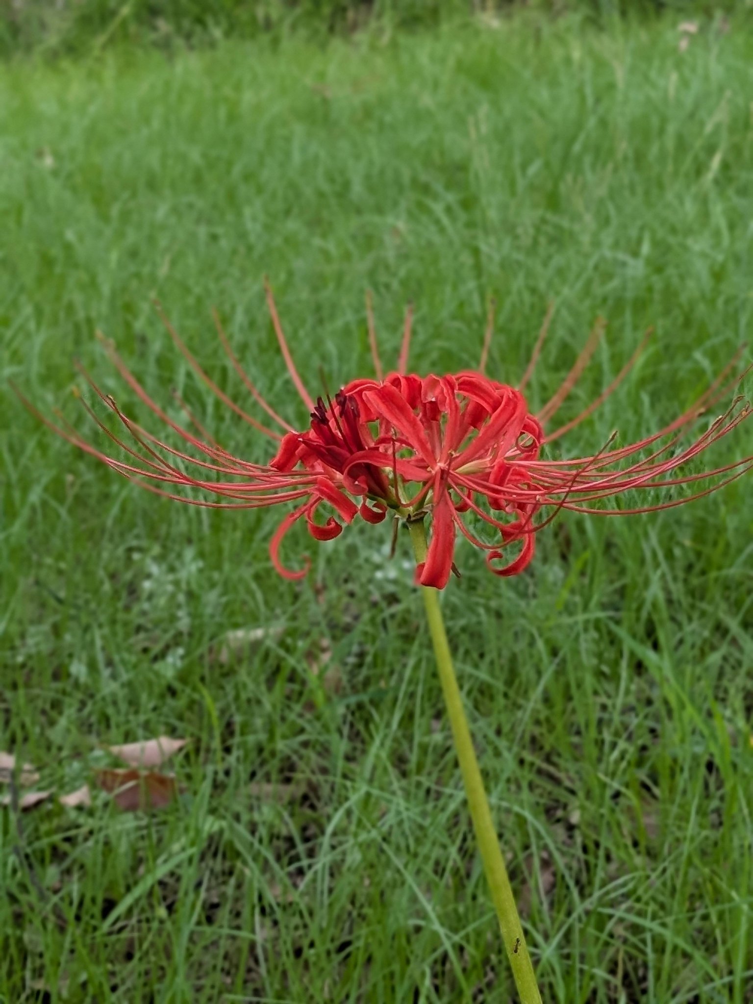 曼珠沙華。