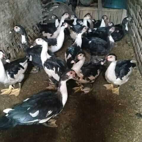 Jual beli Entog.meri.sekitar pamayang cikalong cipatujah ciheras | Facebook