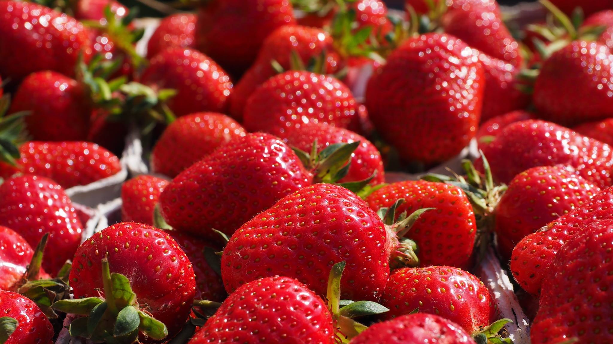 fresh-strawberries-peaches-and-more-abingdon-abingdon-va