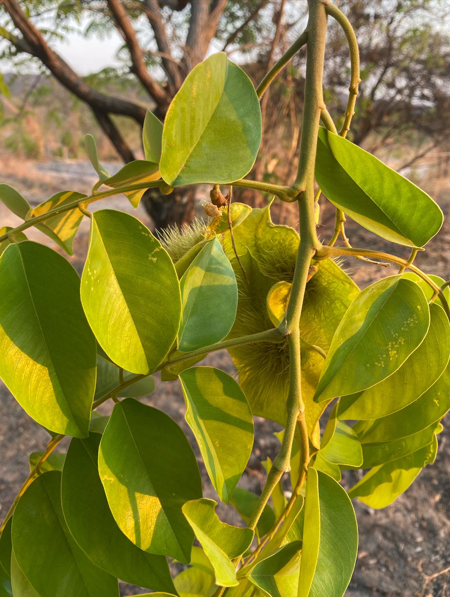 Meet the Mighty Pterocarpus... - Thiong'o Wa Gachie | Facebook