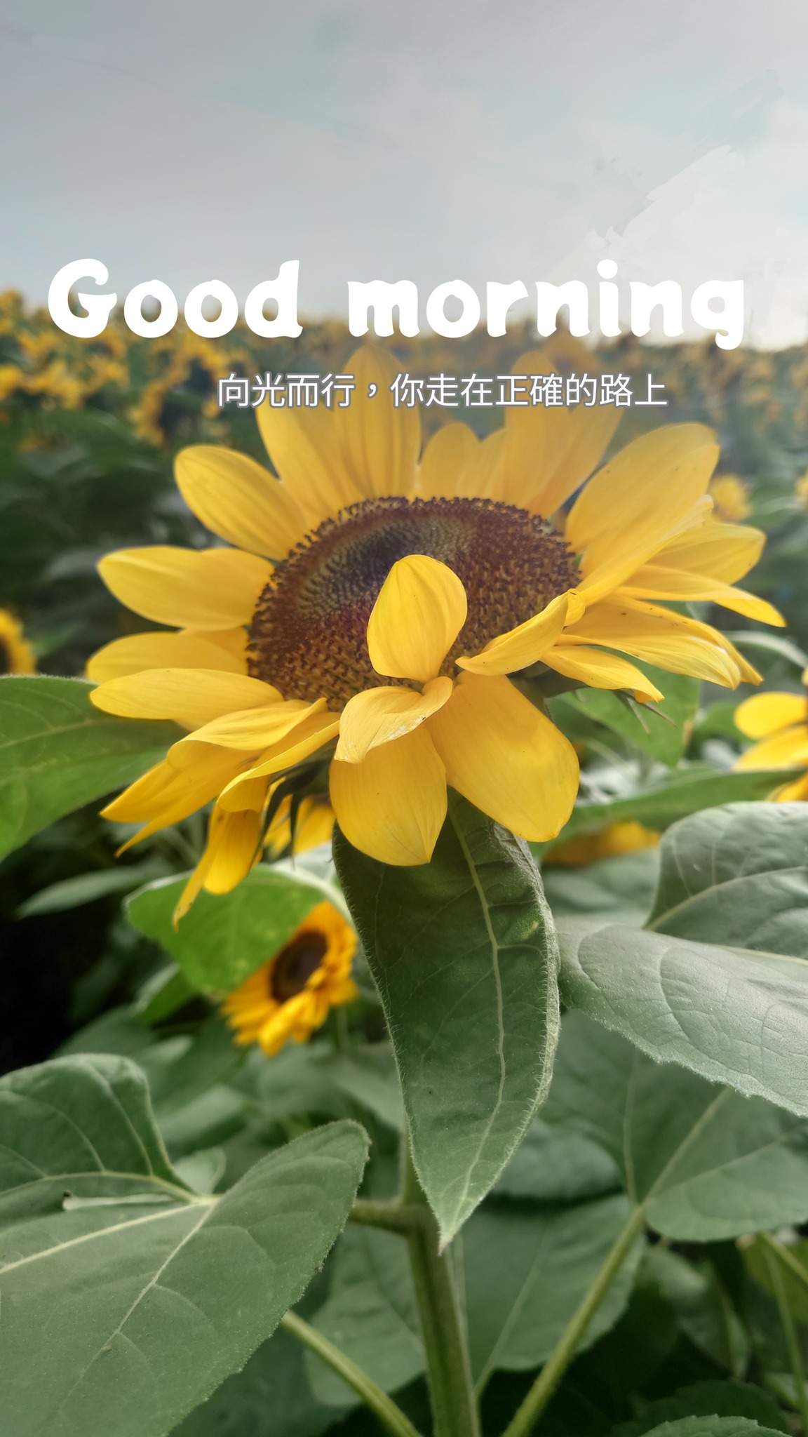 禎 - #新週早安☕向光而行 你走在正確的路上， 一切都在悄悄為你鋪陳更好的可能。 向陽而生的你，正在穩穩累積改變的能量。 內在傾聽，是你清晰 ...