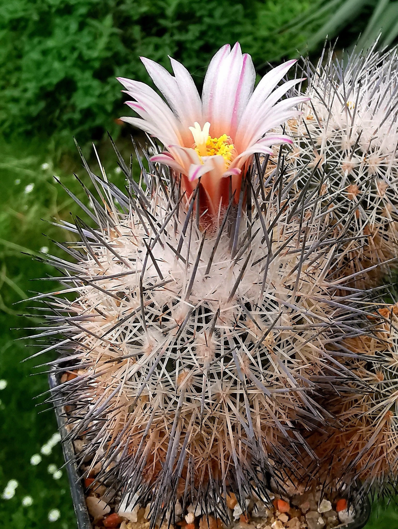 Tillandsia gymnobotrya in Central Mexico and Central America