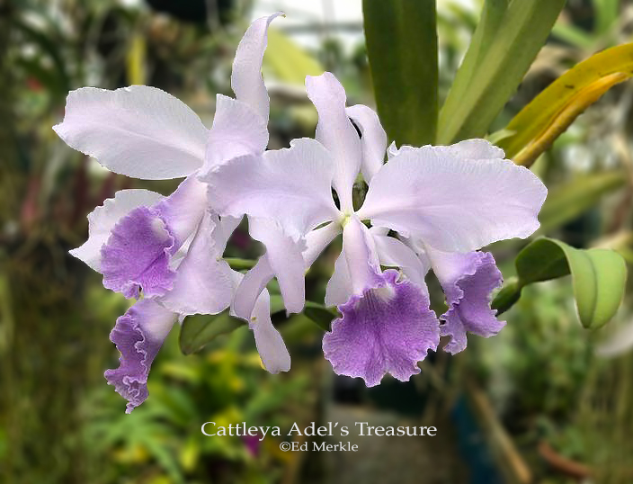 Cattleya Adel's Treasure orchid hybrid