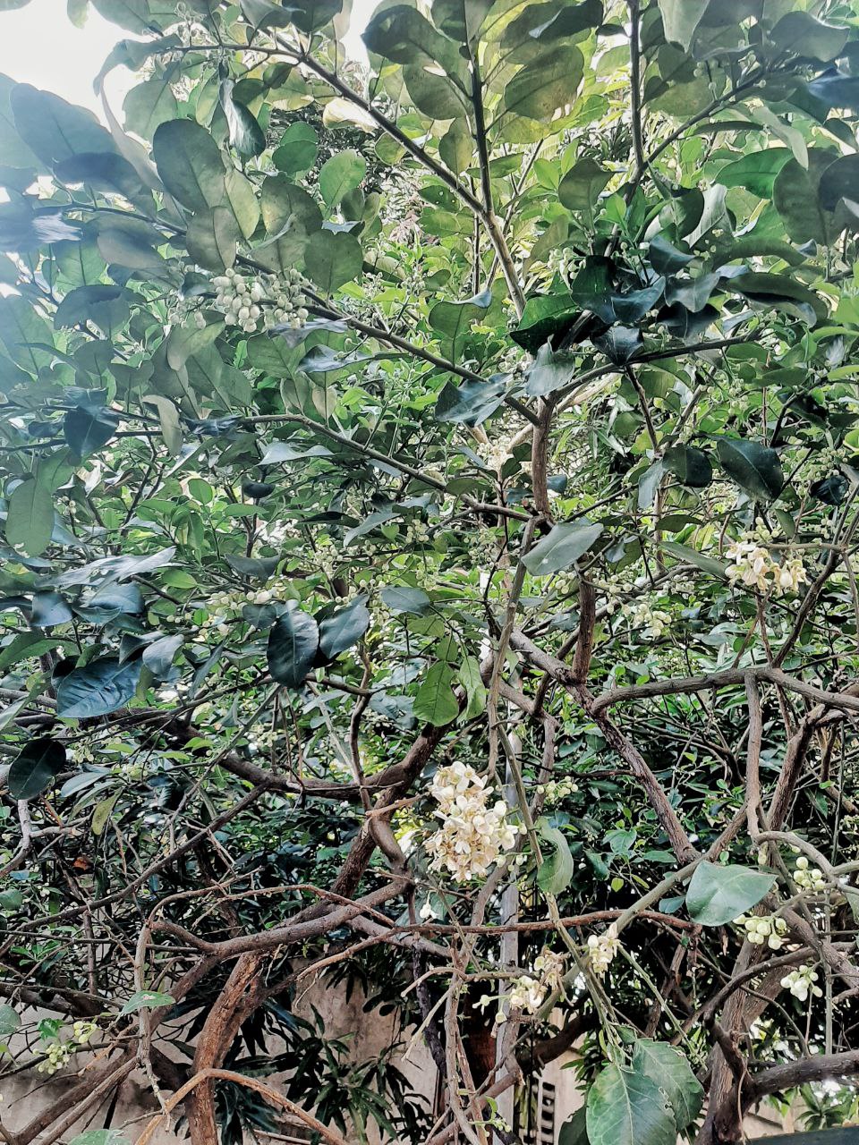 Never seen this before. What tree do this “Pom poms” belong to?
