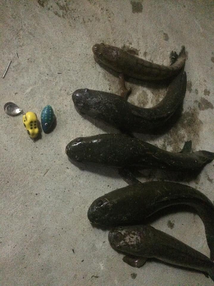 SPRING FROG - #กบยางสปริงฟ๊อก💯 🔸️เล็กแค่ไหนก็เอาอยู่...