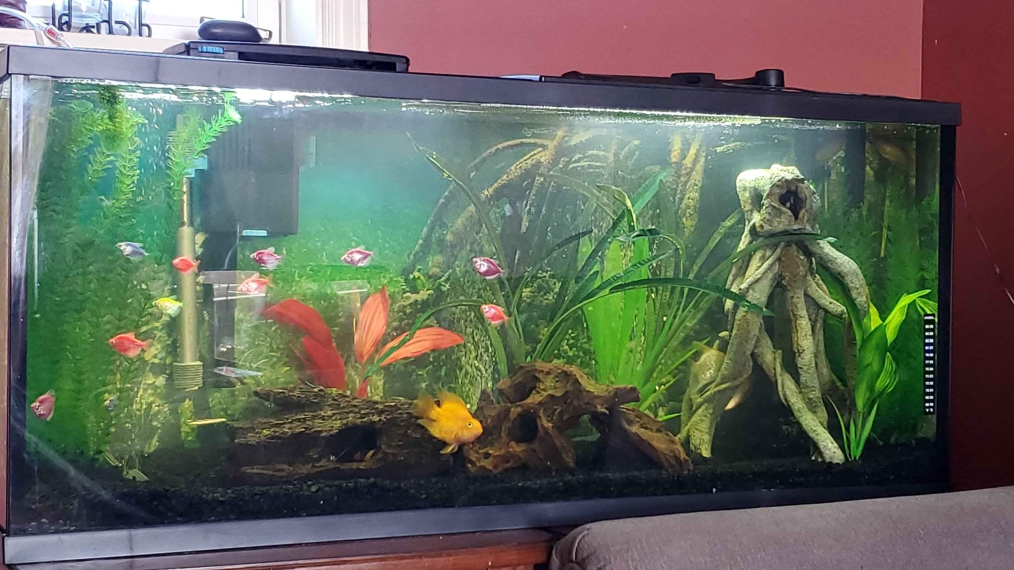 55 gallon aquarium Aquariums Inverness, Nova Scotia Facebook