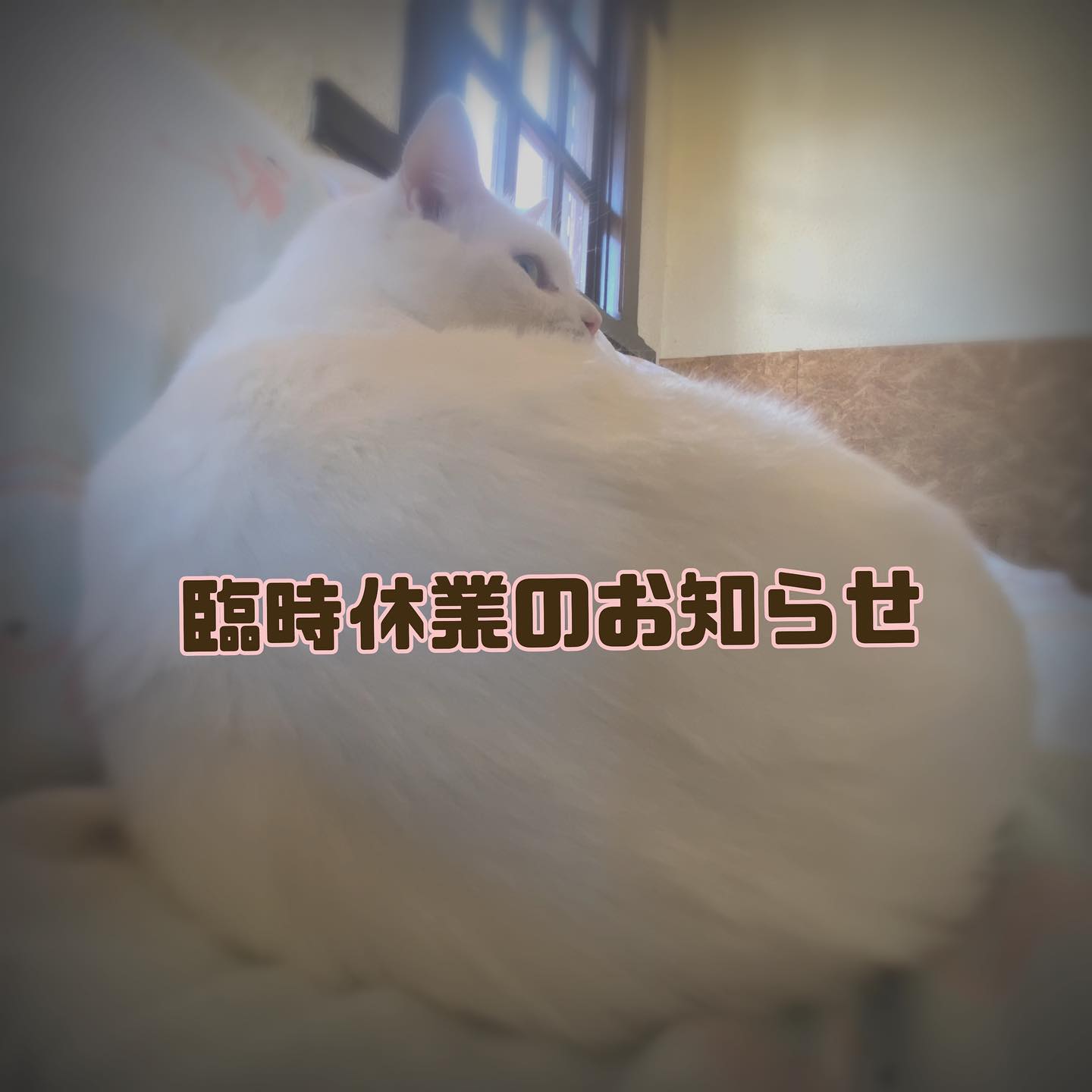 猫カフェ Nekoru - ねこる | Kurume-shi Fukuoka