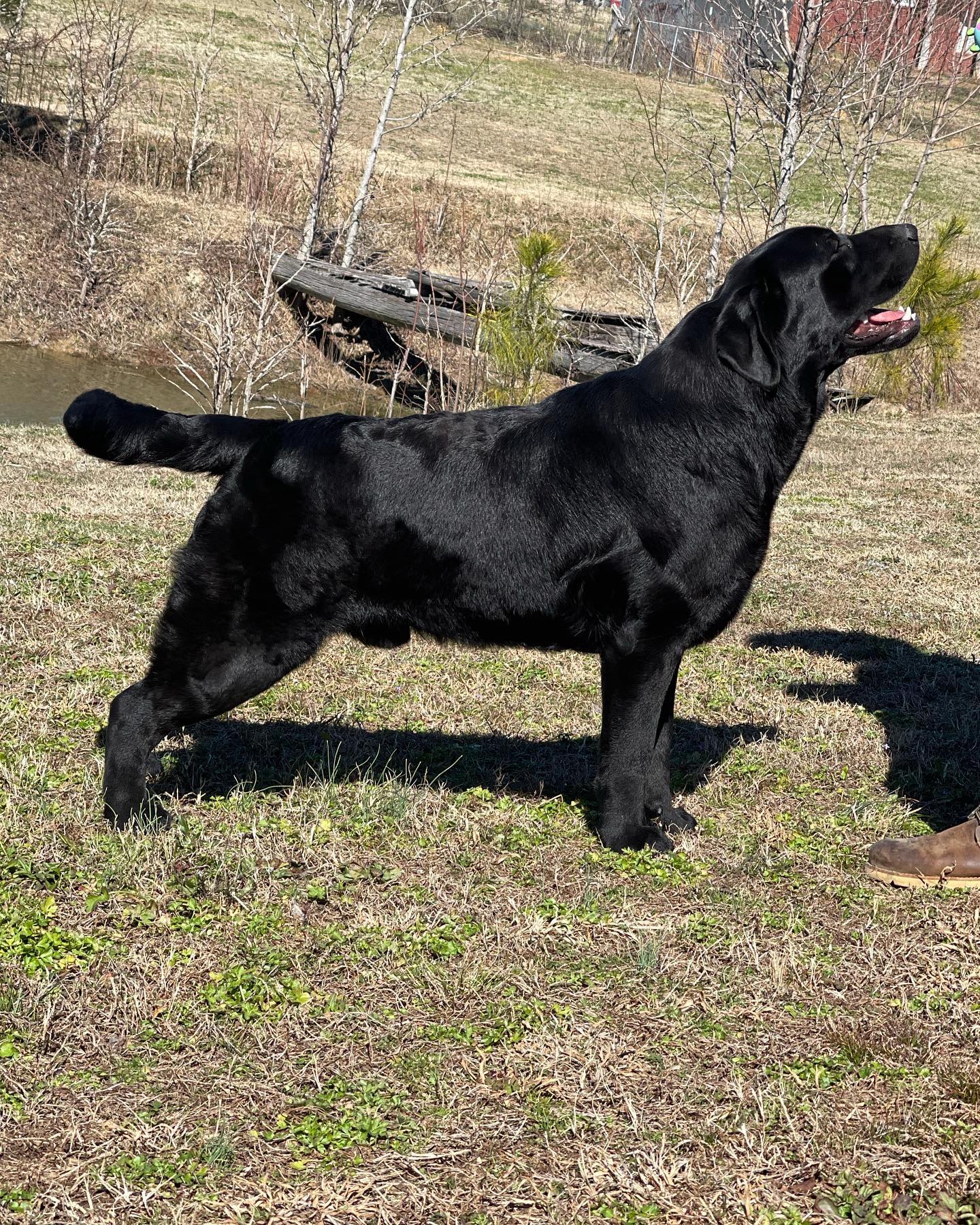 Tried & True Labradors added a... - Tried & True Labradors