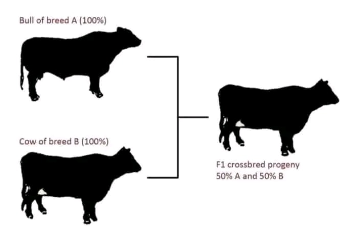 Veterinarian - Animal Breeding Methods What is Breeding in Animal ...
