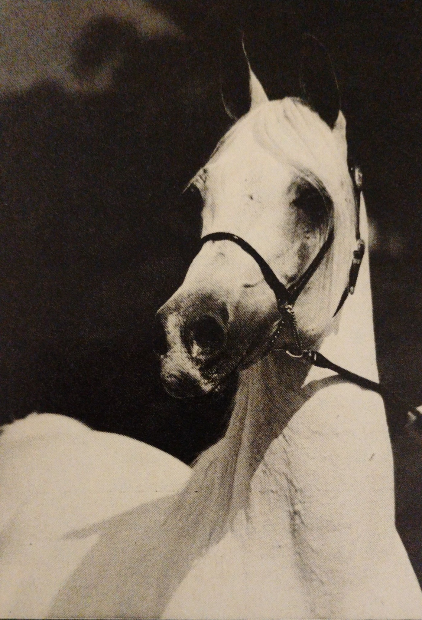 Zedann arabian horse pedigree information