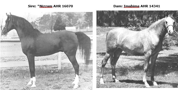 Canadian Arabian horse pedigree information