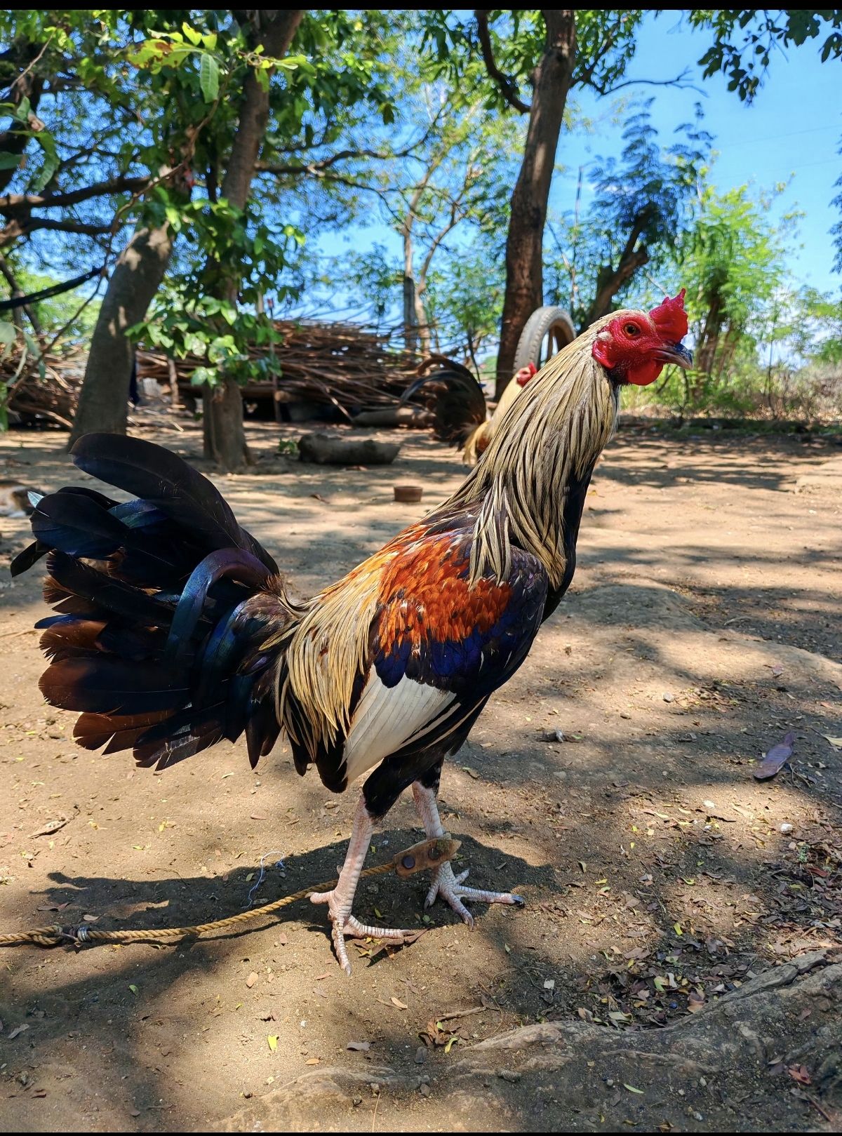 Bentahan ng manok sa Balayan, Lian, Nasugbu, Tuy, Calaca, Lemery, Area ...