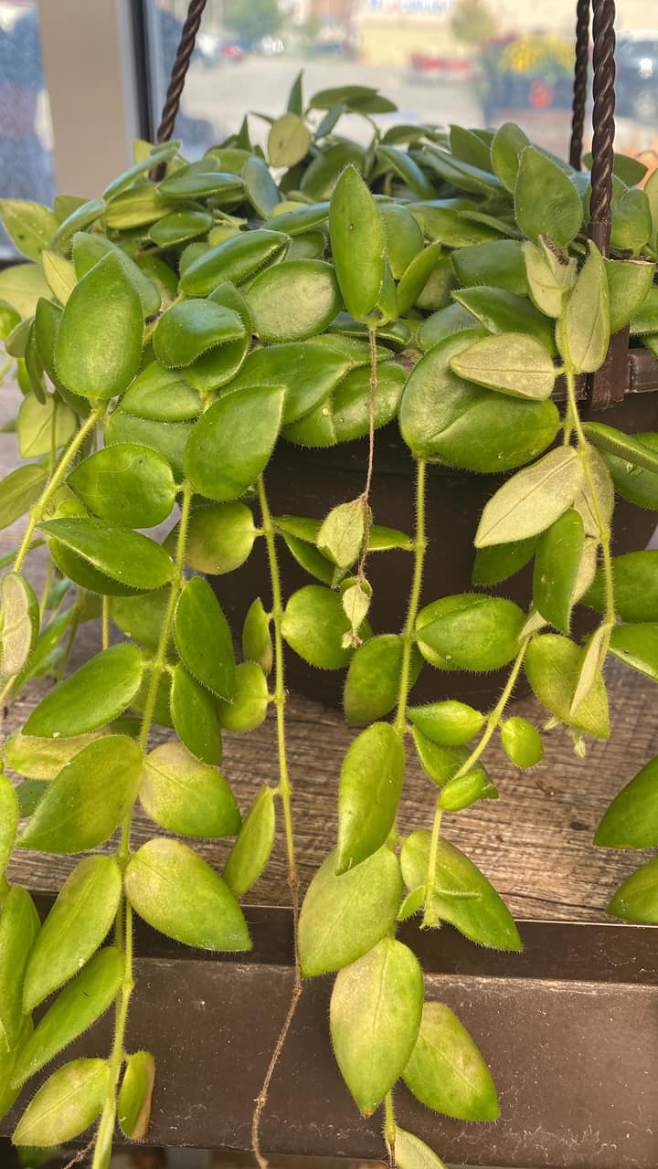 What is the identity of the plant with fuzzy leaves?