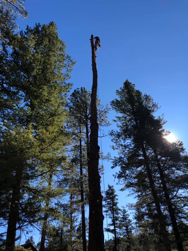 Alpine Tree Service LLC | Ruidoso NM