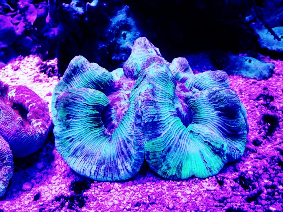 MemFish Maintenance | Memphis TN