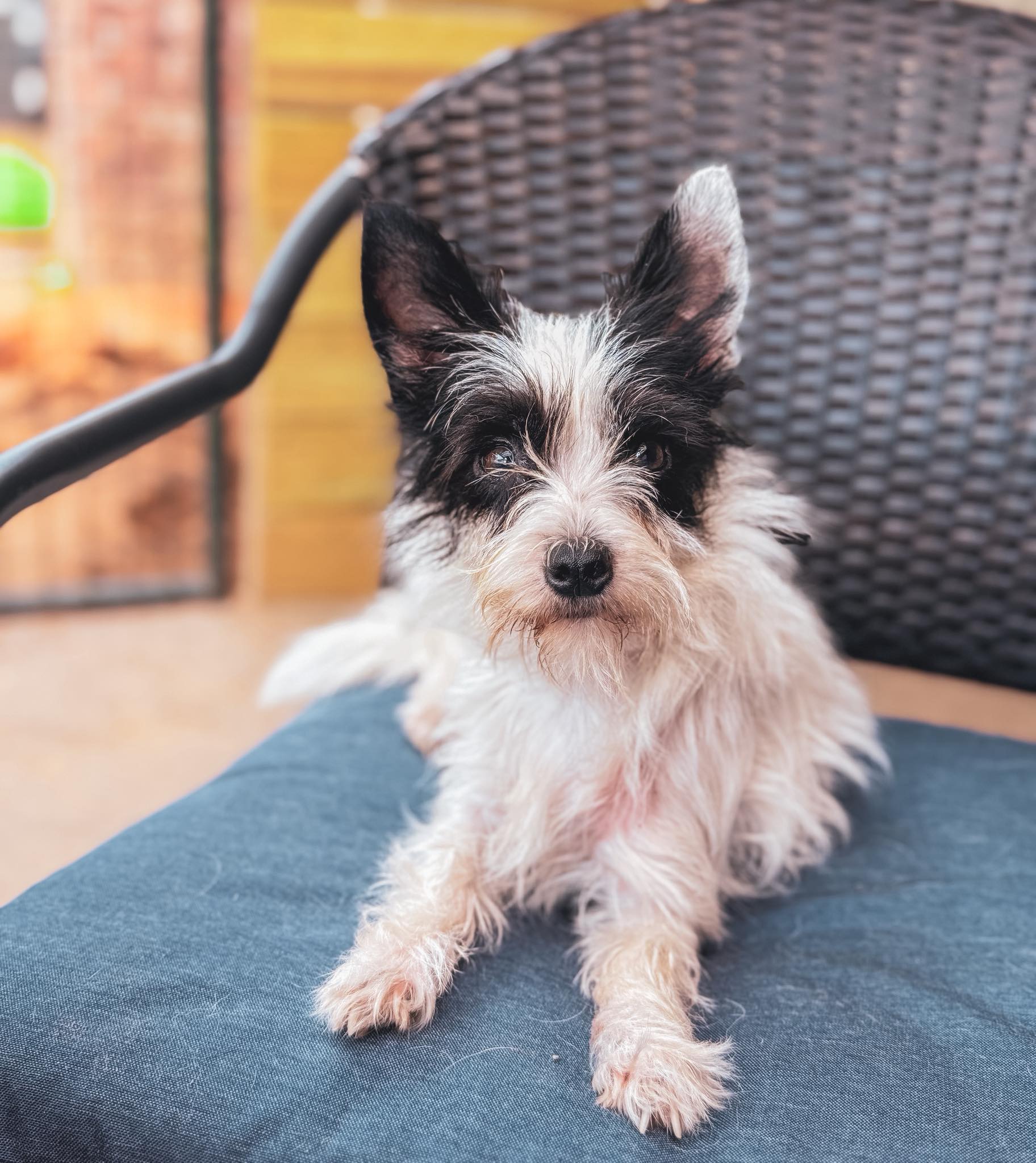 Characteristics and Experiences with Chizer Dogs