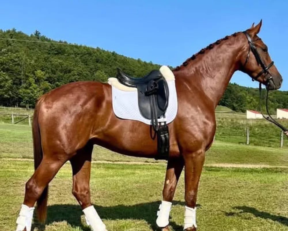Radar JP 2021 KWPN (Ibiza x Uphill) 17h chestnut gelding. Nicely