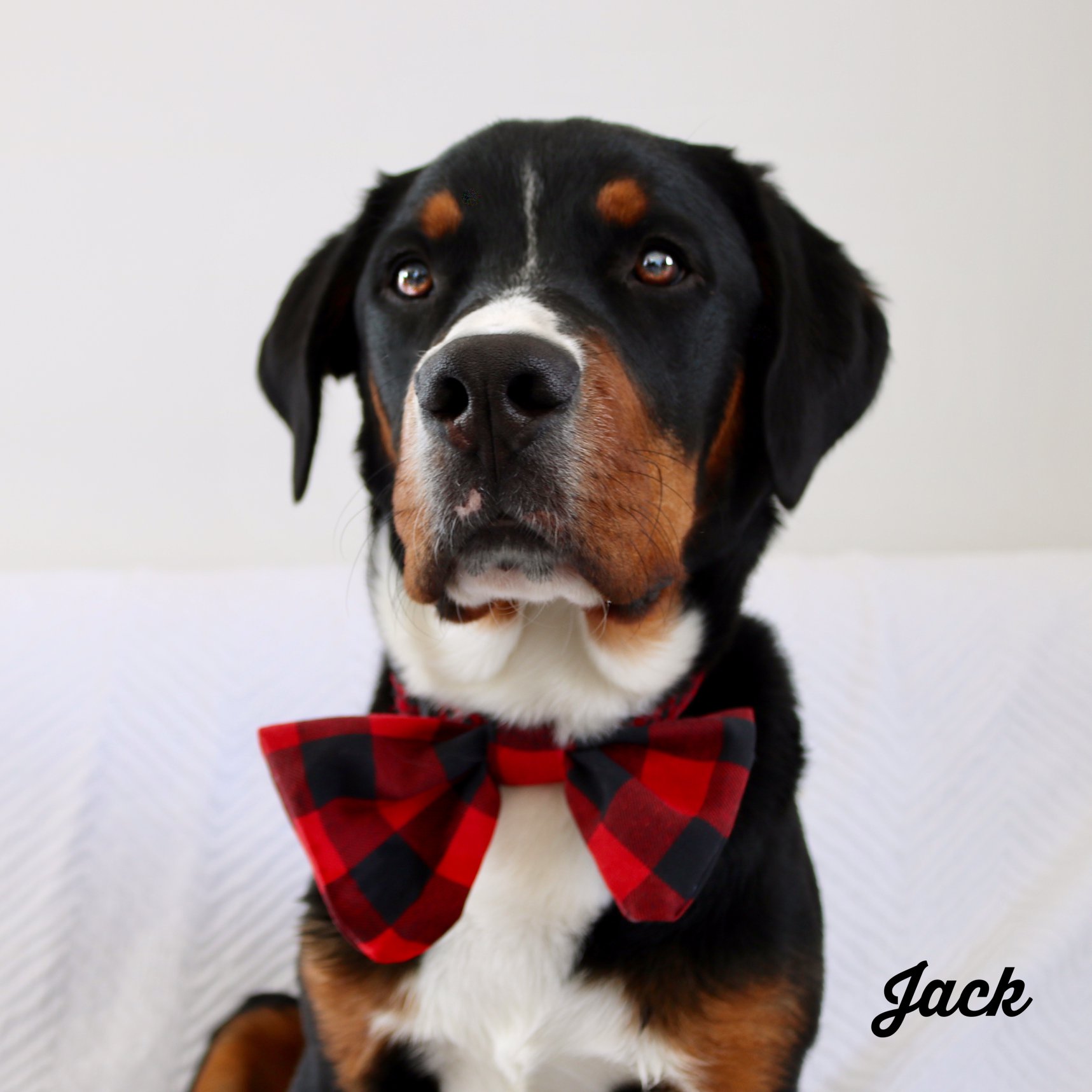 Woof Rescue - It is almost 4 months since we first met...