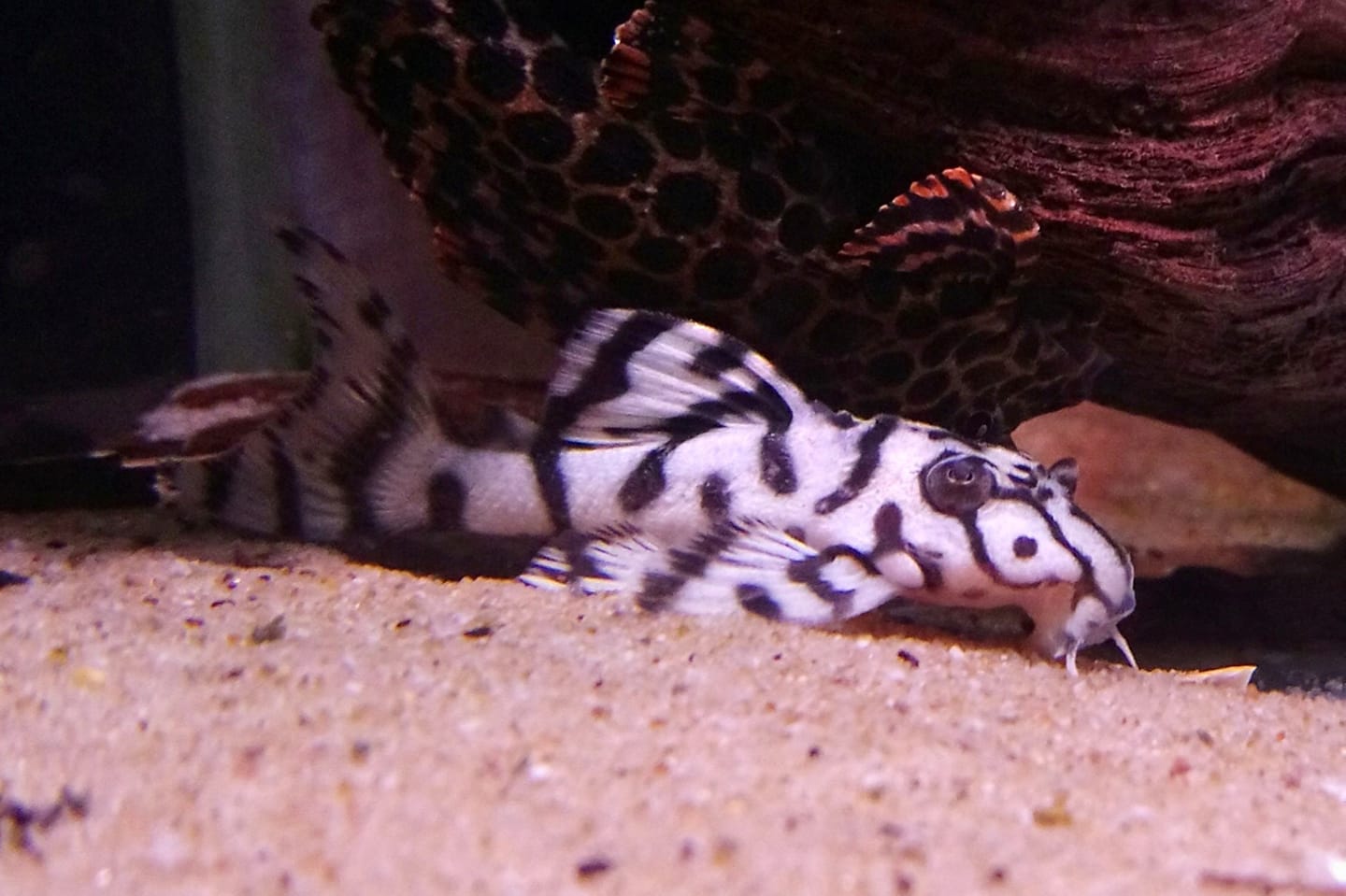 Pier Aquatics - Our few remaining L236 SW have doubled in...