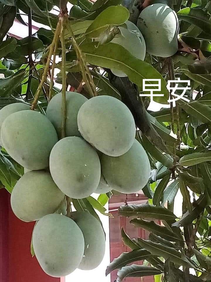 9.9.2026.周三愉悦平安喜乐万事顺意财运亨通旺旺旺