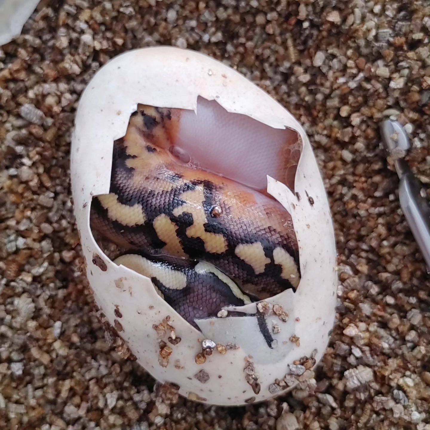 Origin Pythons | Landgraaf