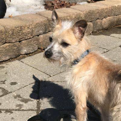 Save Me Rescue - UPDATE - Scooby is recovering well from...