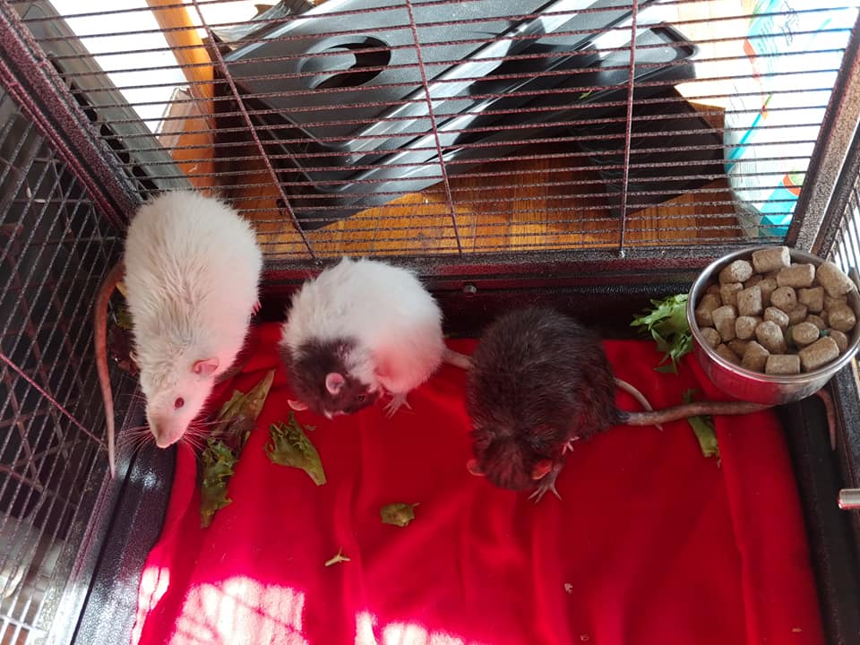 KRAZY TAILS Critters Rattery, and Mousery | Spokane WA