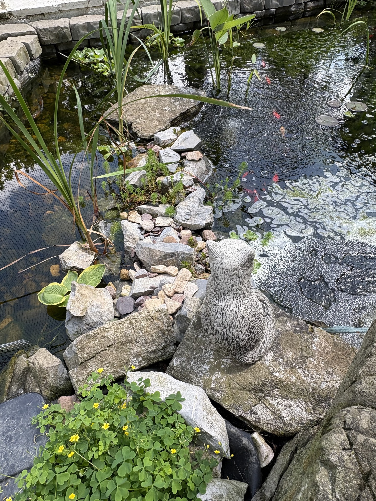 Water Iris Aquatic Pond Plants - Bare Root 3-Pack, Mixed Colors, For Ponds, Water Gardens, Outdoor Marginal Planting