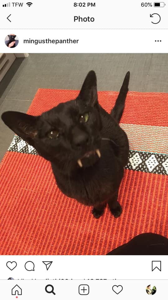 Vampire Ball Rip To Everyone S Favorite Vampire Cat Facebook Mingus the jazz cat can make a fun and engaging addition to any community program. rip to everyone s favorite vampire cat