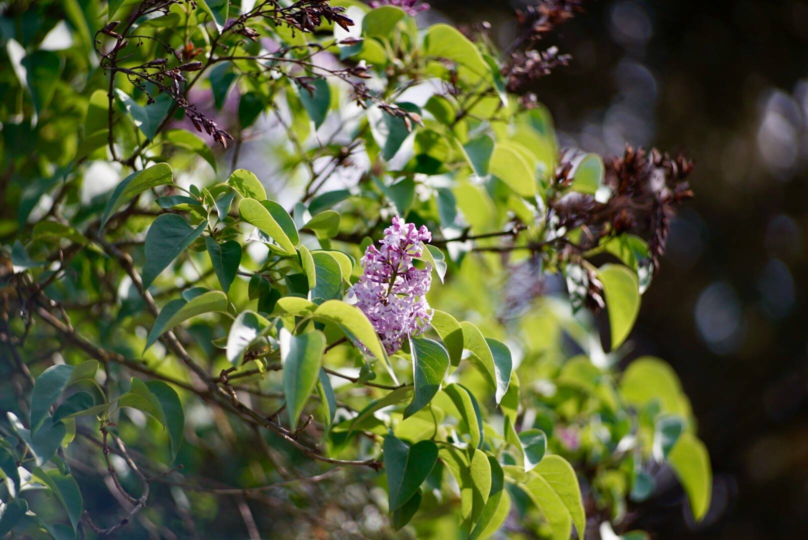 Parcul Dendrologic Simeria | Simeria