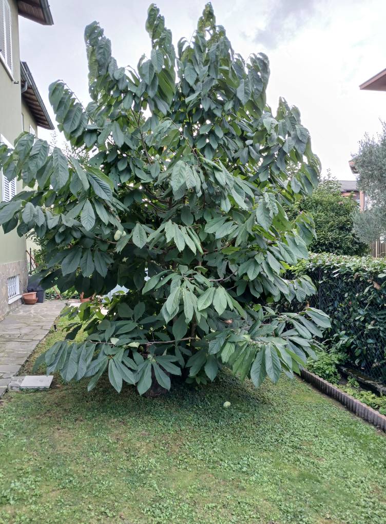Passione Orto | Piante di Asimina prodotte da semi | Facebook