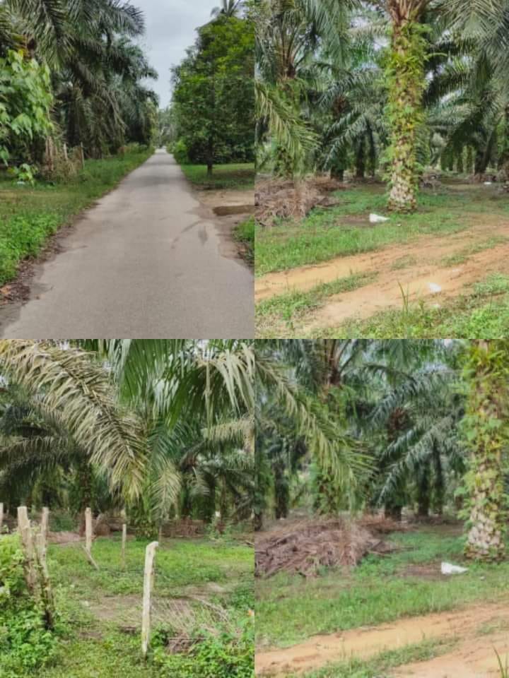 Ez Hartanah Tanah Pertanian Untuk Dijual Lokasi Jaya Gading Harga Rm200k Leasehold 2 320 Ekar Tanaman Kelapa Sawit Untuk Mengetahui Dgn Lebih Lanjut Boleh Klik Pada Link Wasap Saya Http Www Wasap My 601133425386