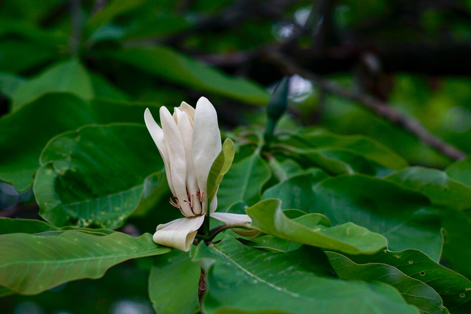 Parcul Dendrologic Simeria | Simeria