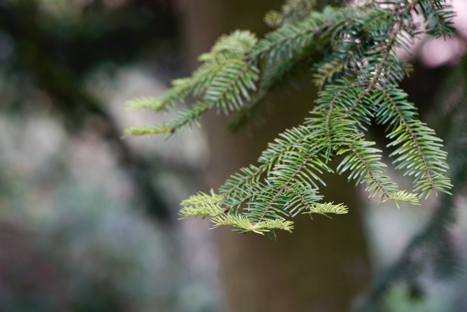 Parcul Dendrologic Simeria | Simeria
