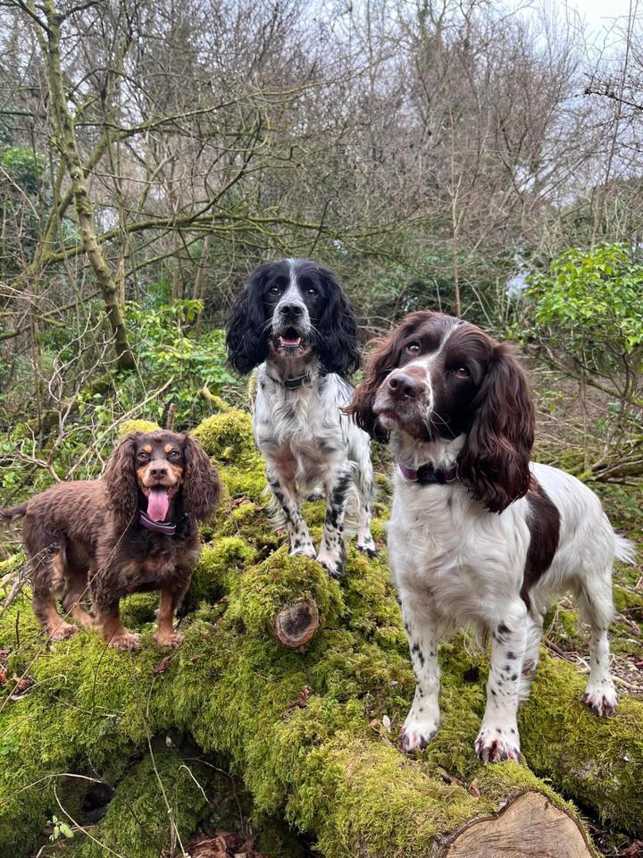 Ash Range & Aldershot Dog Walking | Facebook