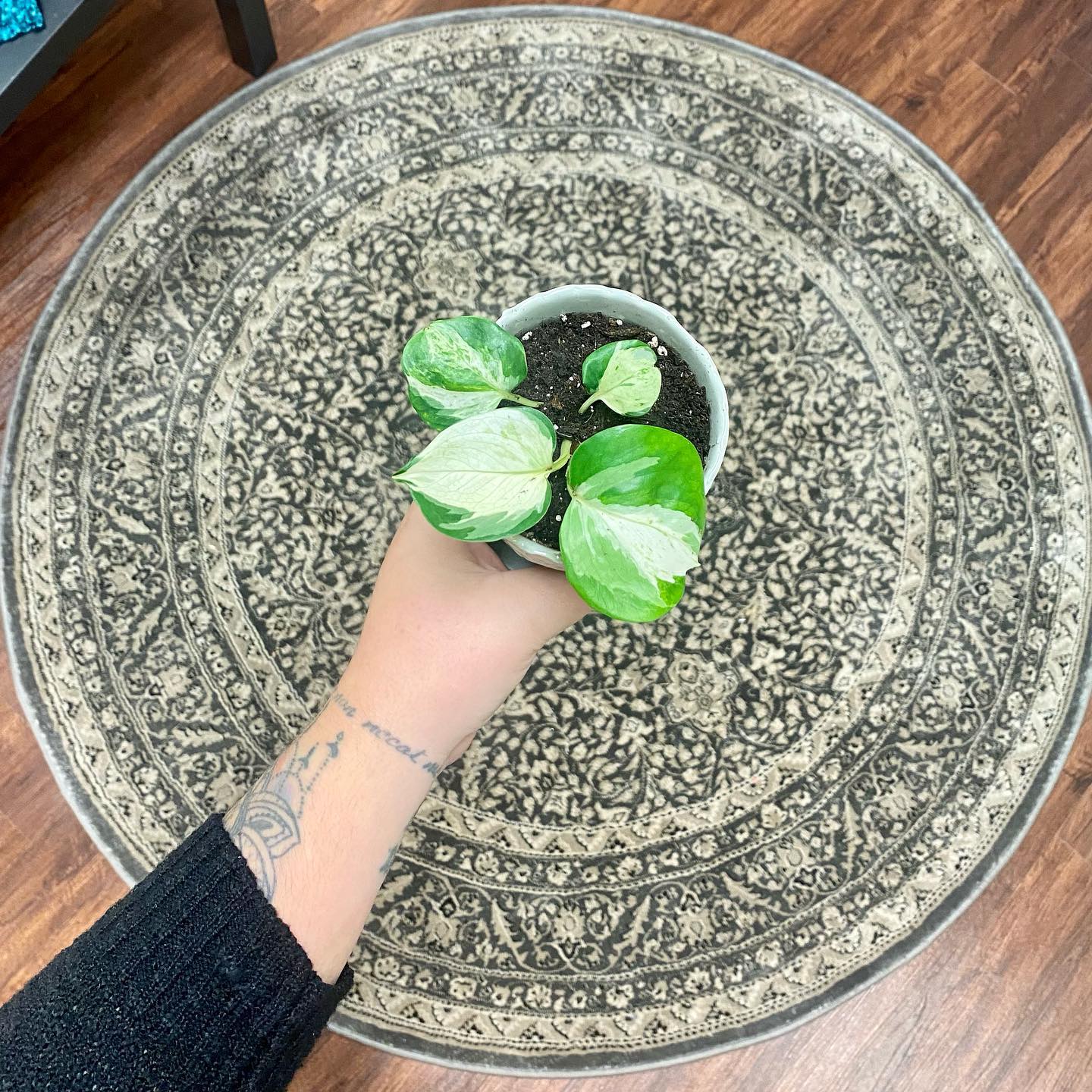 Downtown Roots - 🪴 marble queen pothos in the cutest...