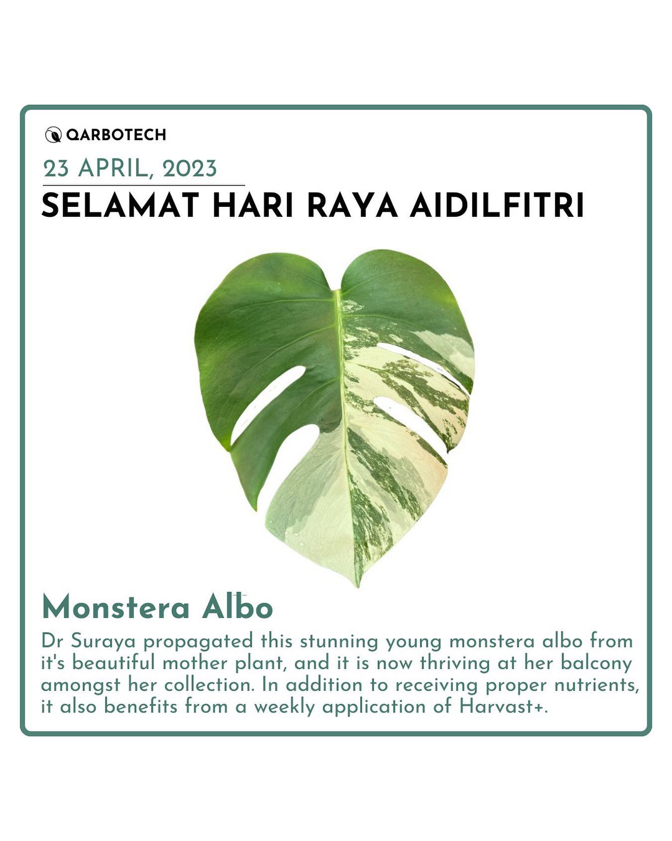 Qarbotech - The Monstera Albo, also known as the...