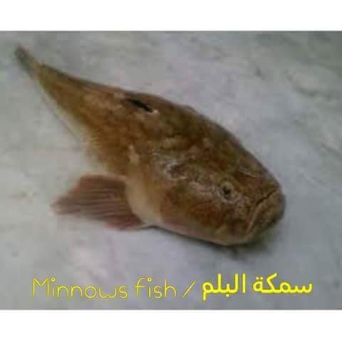 أسماك مصراته - #طريقة اعداد سمكة #البلم لتغذية الاطفال المتاخرين في # ...